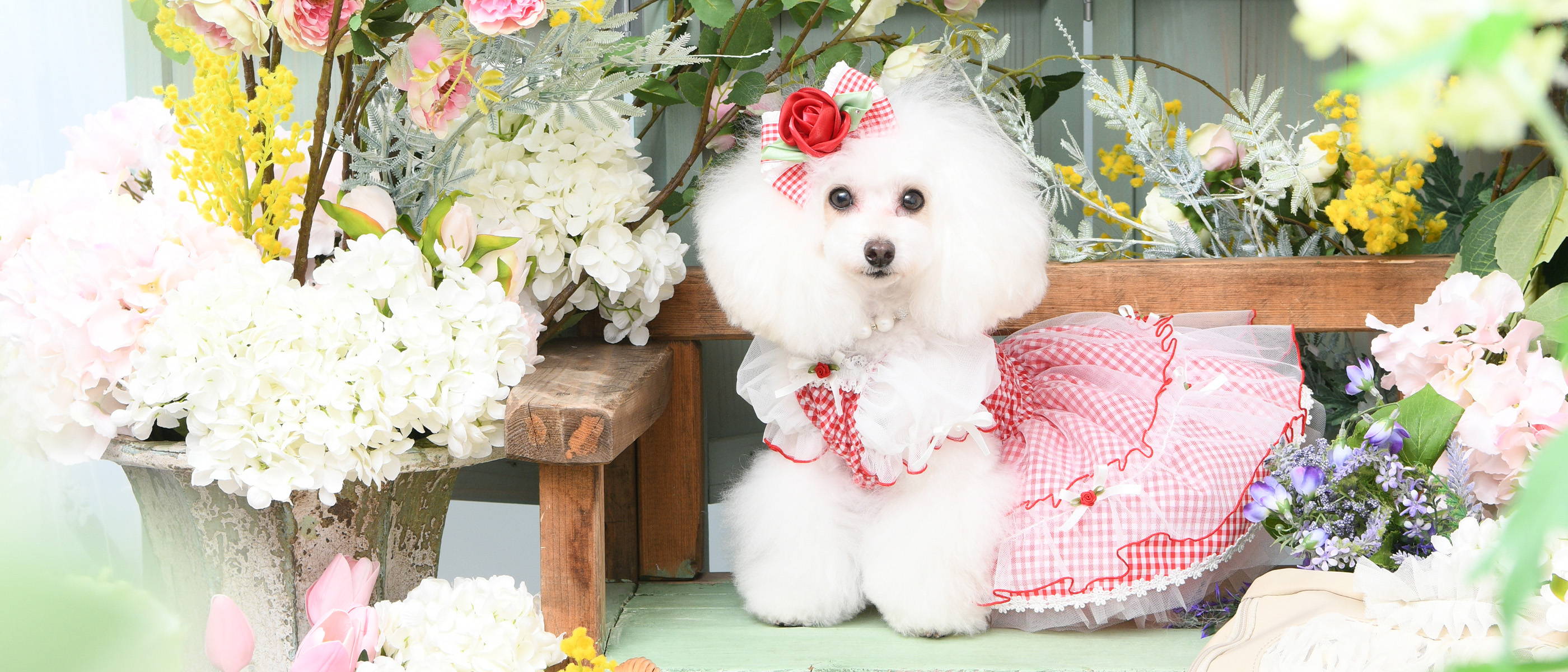 Luxebirdie（リュクスバーディ）|小型犬とのリュクスな生活を楽しむ