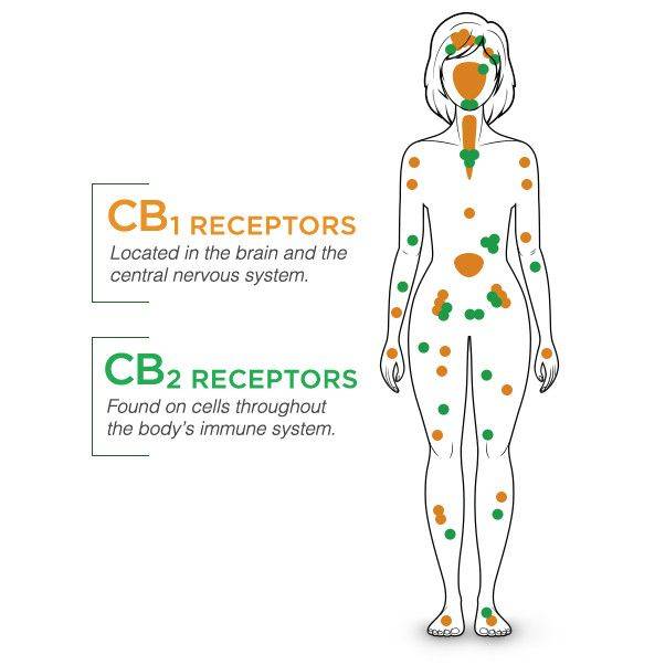 hemp oil full spectrum nz