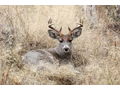 2021-2022 Mexico Coues Deer Hunt
