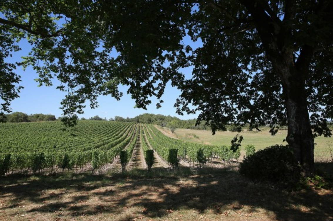 France, vin nature, rawwine, organic wine, vin bio, vin sans intrants, bistro brute, vin rouge, vin blanc, rouge, blanc, nature, vin propre, vigneron, vigneron indépendant, domaine bio, biodynamie, vigneron nature, cave vin naturel, cave vin, caviste, vin biodynamique, bistro brute, Quimper, Finistère , combel la serre, cahors, julien ilbert