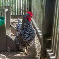 introduce-new-chickens-through-a barrier-first
