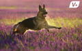 German Shepherd dog running and playing in a field of flowers 