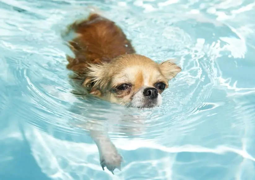 the guide to chihuahua swimming