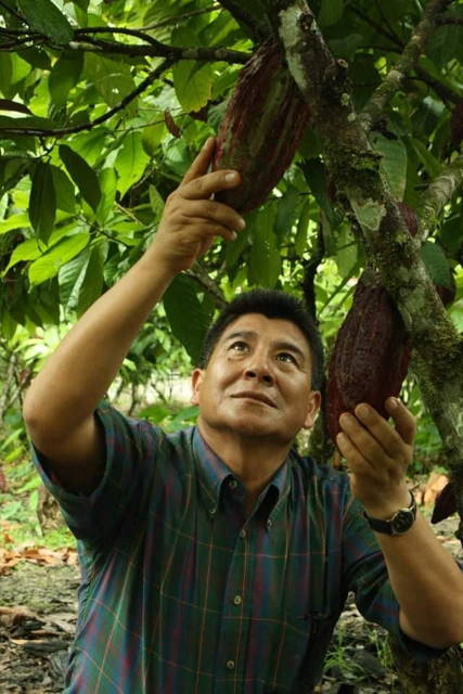 Freshly dried raw Criollo cacao beans.