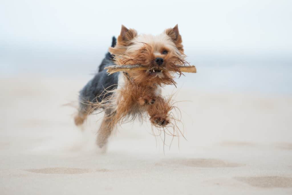 how to exercise your chorkie