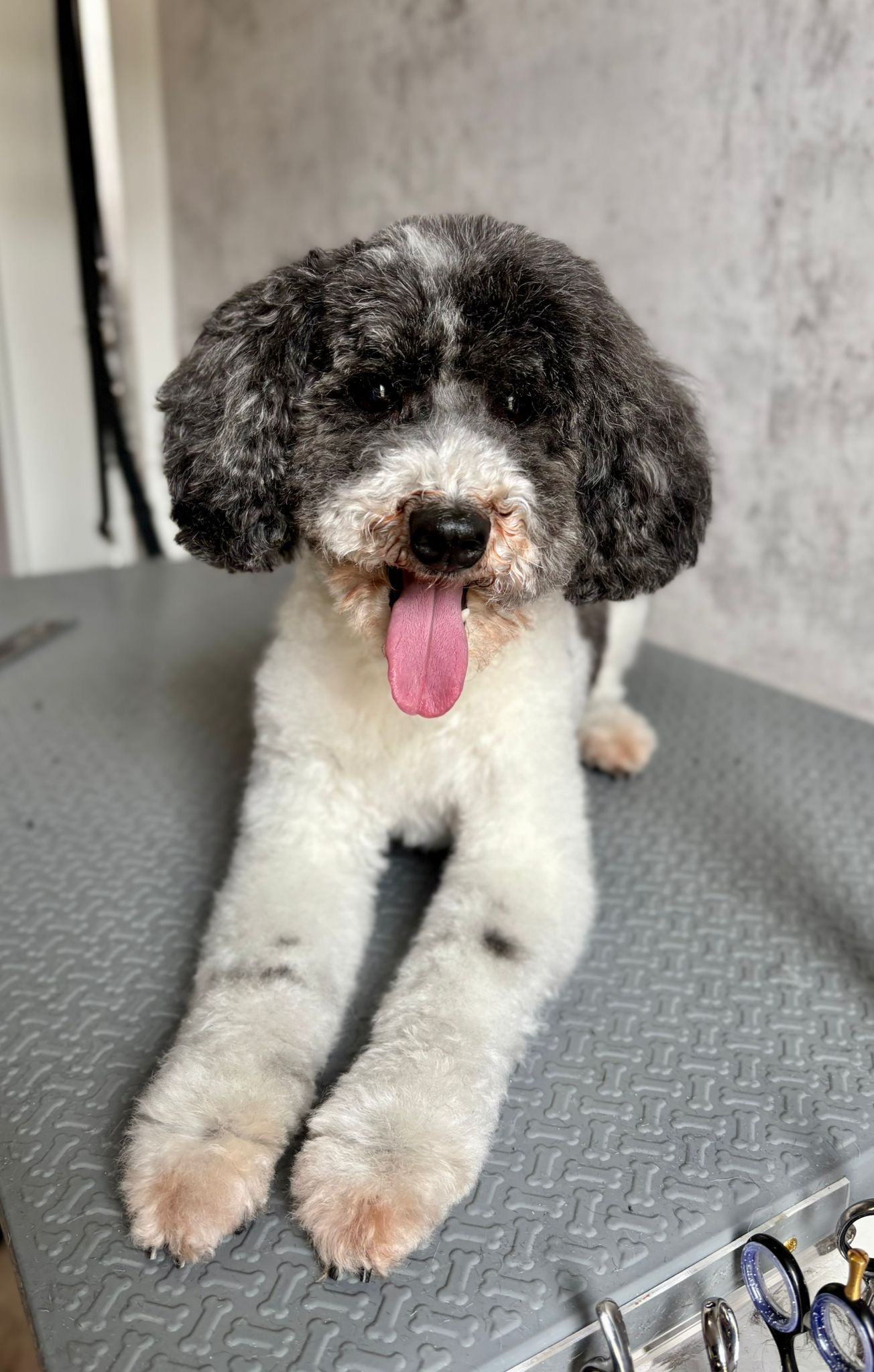 Keurig getrimde hond