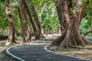 Green Road : Upcycling plastic waste to pave roads