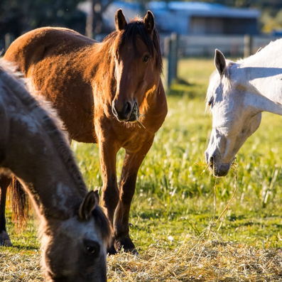 Everything Horses