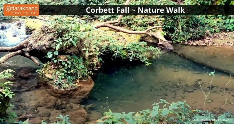 Corbett Falls 4.jpeg