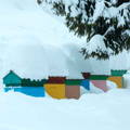 colorful-honeybee-hives-in-snow
