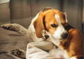 Dog with an itch scratching the paw