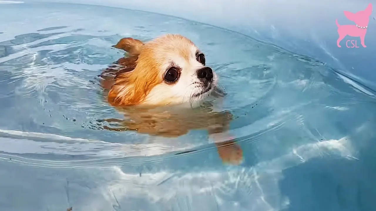 chihuahua swimming