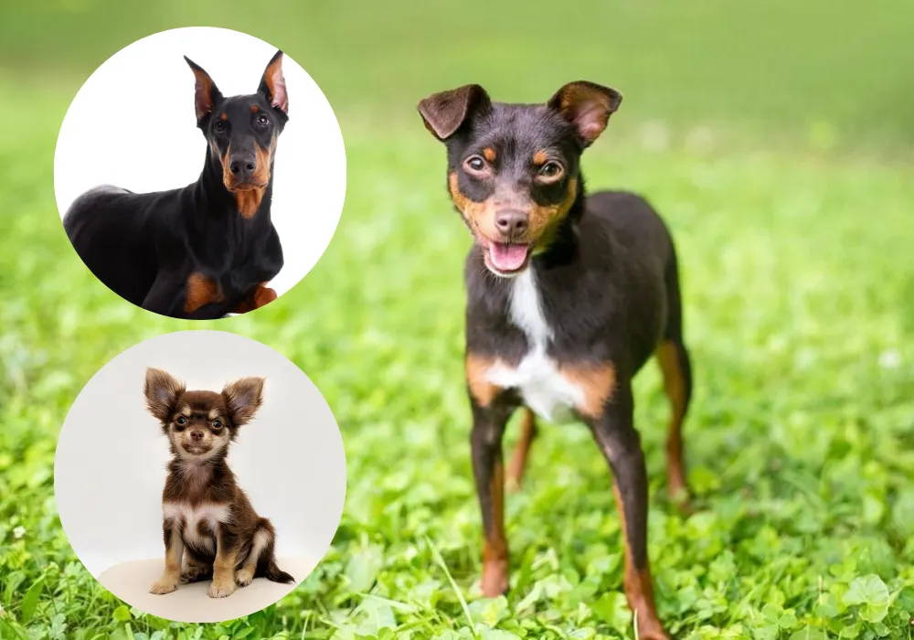 chihuahua mini doberman mix