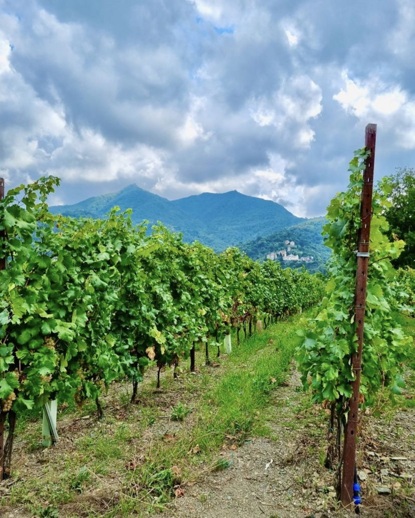 Food & Wine Tours Genoa: Discovering a metropolitan vineyard