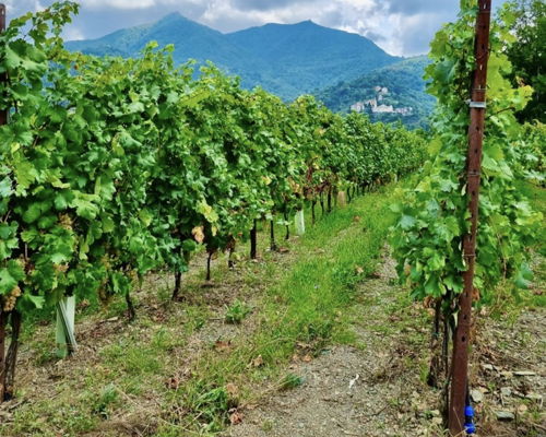 Tour enogastronomici Genova: Alla scoperta di una vigna metropolitana 
