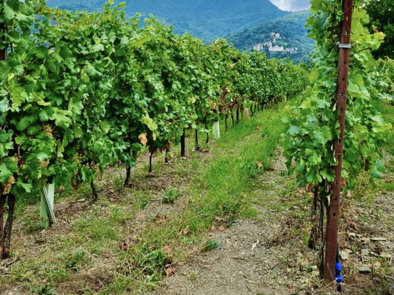 Tours œnogastronomiques Gênes: À la découverte d'un vignoble urbain 