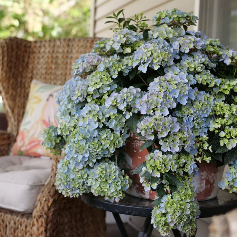 Periwinkle blue cascade hydrangea flowers in patio container