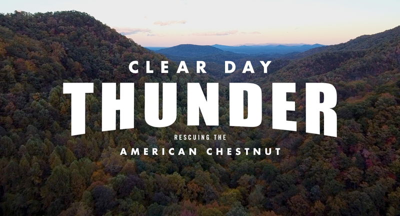 Film Screening - "CLEAR DAY THUNDER: Rescuing the American Chestnut"