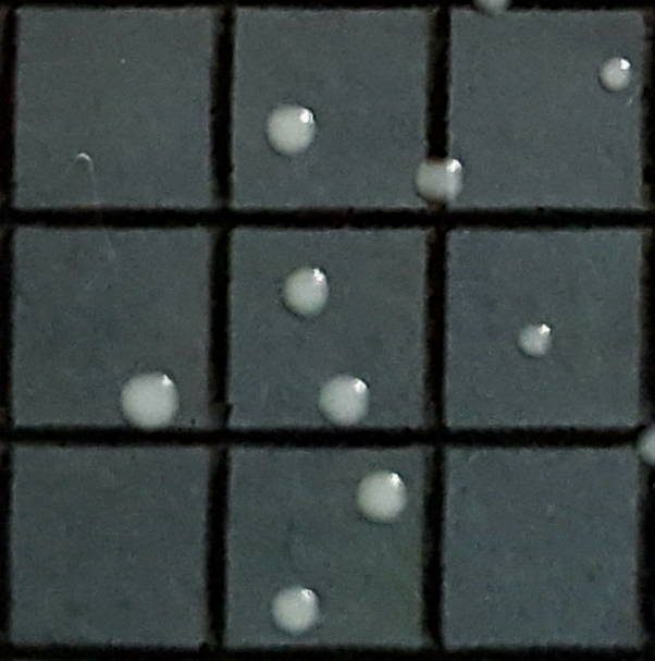 Colony CloseUp_Candida albicans