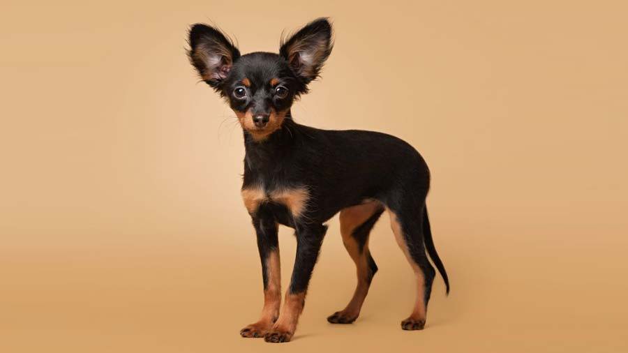 what is the smallest dog in the world