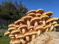 Chestnut Mushroom grow kit