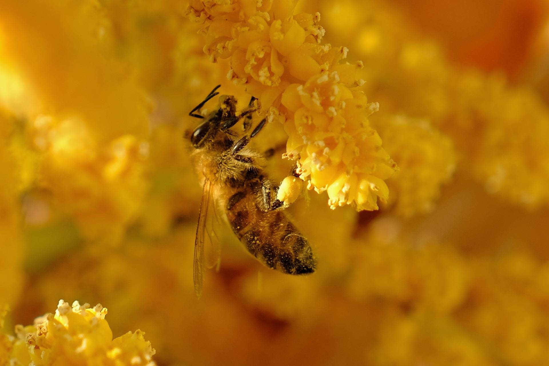 Biene bestäubt