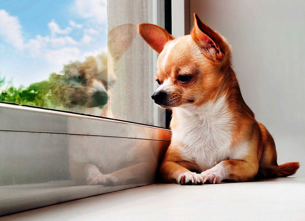 chihuahua with soft spot
