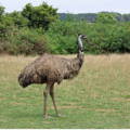 gypsy-shoals-farm-alpha-emu-in-grassland