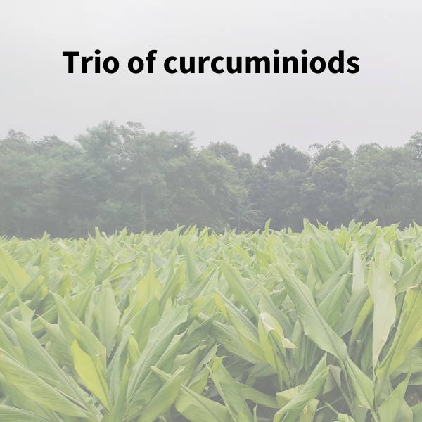 Curcumin C3 Complex delivers a trio of curcuminoids