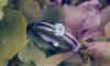 Build your own solitaire diamond ring - Pobjoy Diamonds