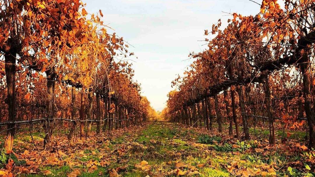 KLINKER BRICK｜ファラーシラー［赤］ – 柴田屋酒店 online