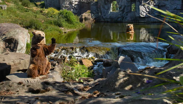 zoom erlebniswelt kodiabär
