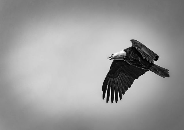 The Art of Flight