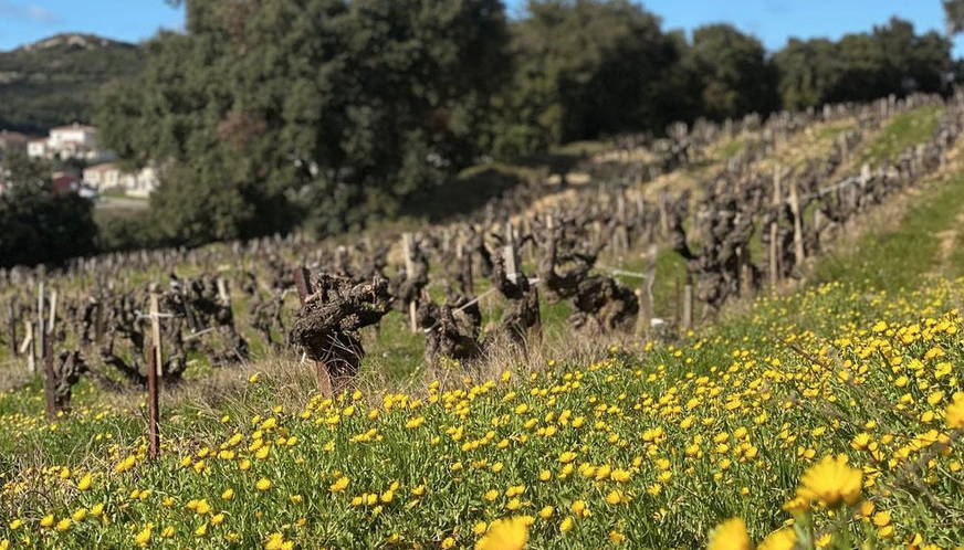 France, vin nature, rawwine, organic wine, vin bio, vin sans intrants, vin sans souffre, vin sans sulfites ajoutés, bistro brute, vin rouge, vin blanc, rouge, blanc, nature, vin propre, vigneron, vigneron indépendant, domaine bio, biodynamie, vigneron nature, cave vin naturel, cave vin, caviste, vin biodynamique, bistro brute, Quimper, Finistère , domaine de la mordorée, rhône, tavel, lirac