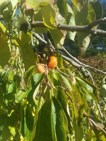 Sweet rewards of fall foliage