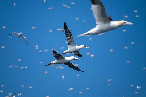 飛ぶ鳥