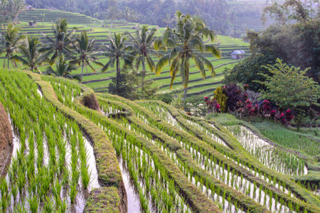 Rice fields of Jatiluwih.jpg