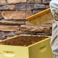 beekeeper-collecting-honeybees-for-varroa-mite-test