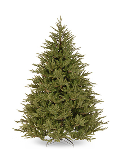Fraser Fir