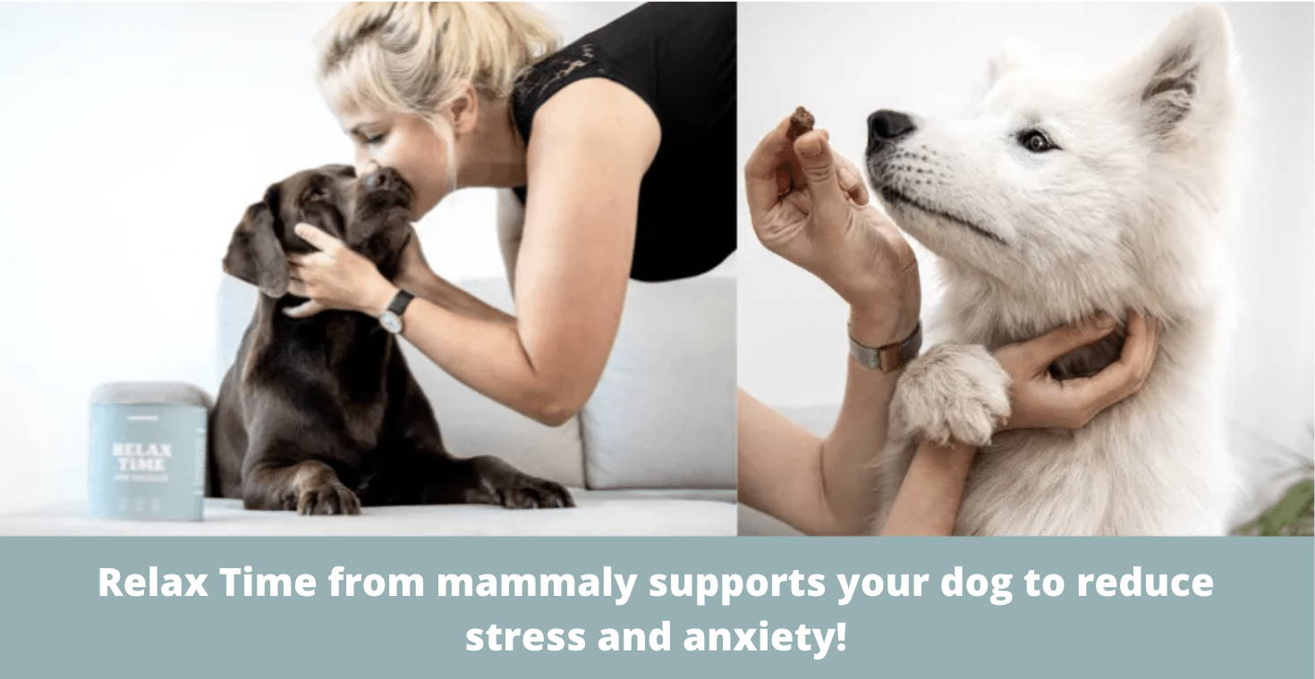 Relax Time from mammaly supports your dog to reduce stress and anxiety!