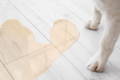 Hund sitzt draußen und kratzt sich am Körper – starker Juckreiz