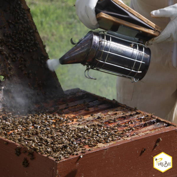 Why Do Beekeepers Smoke Their Hive? | PureBee