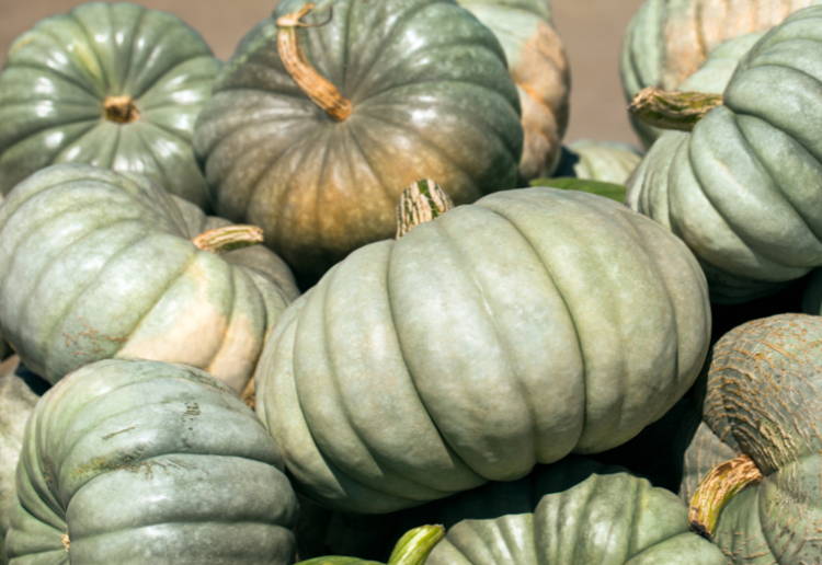 かぼちゃ 皮 オレンジ