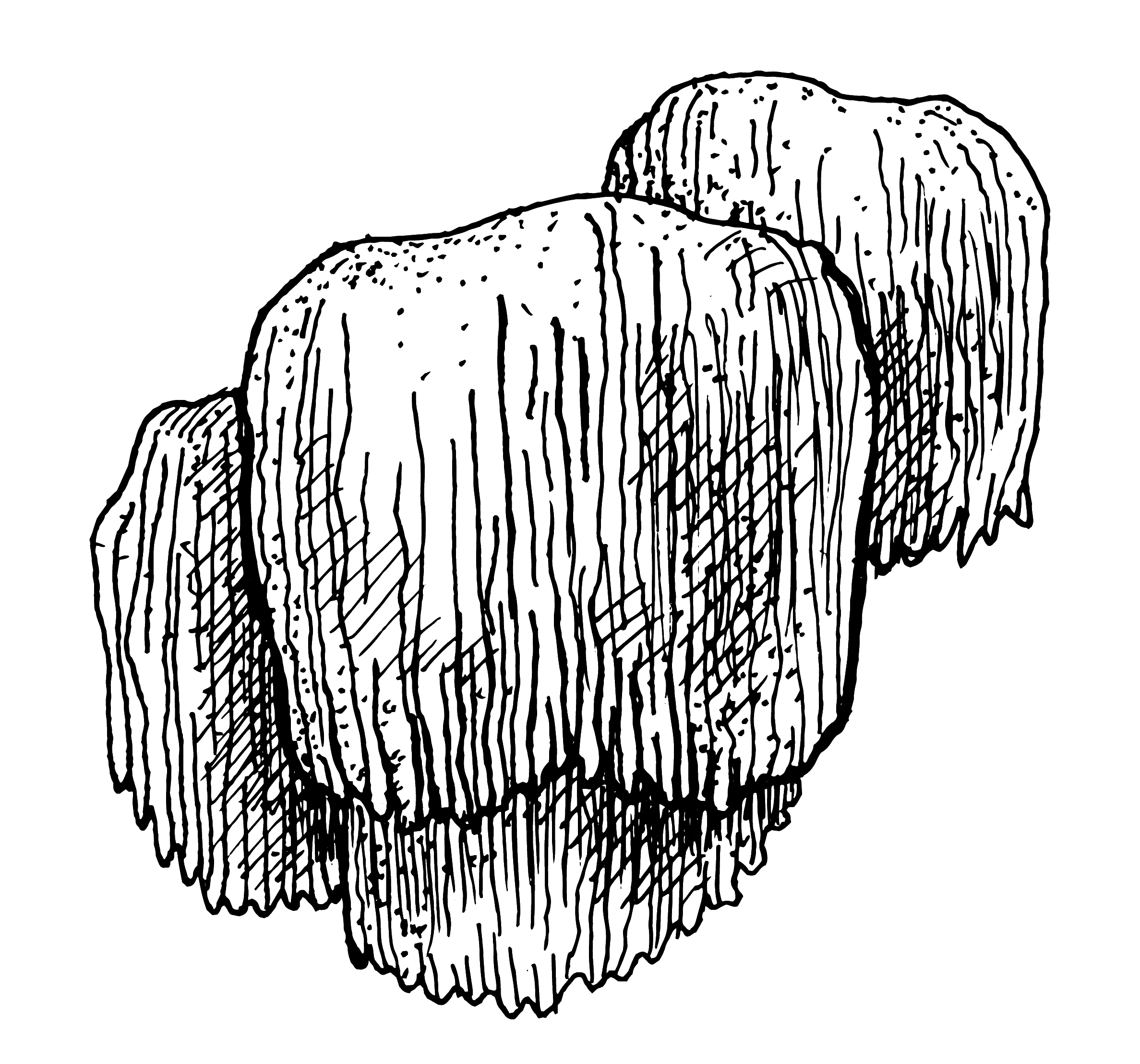 Lion's  mane illustration