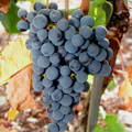 grappe de raisin Merlot