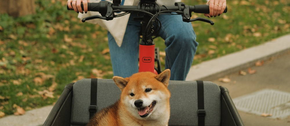 A dog in the front of an e-Bike