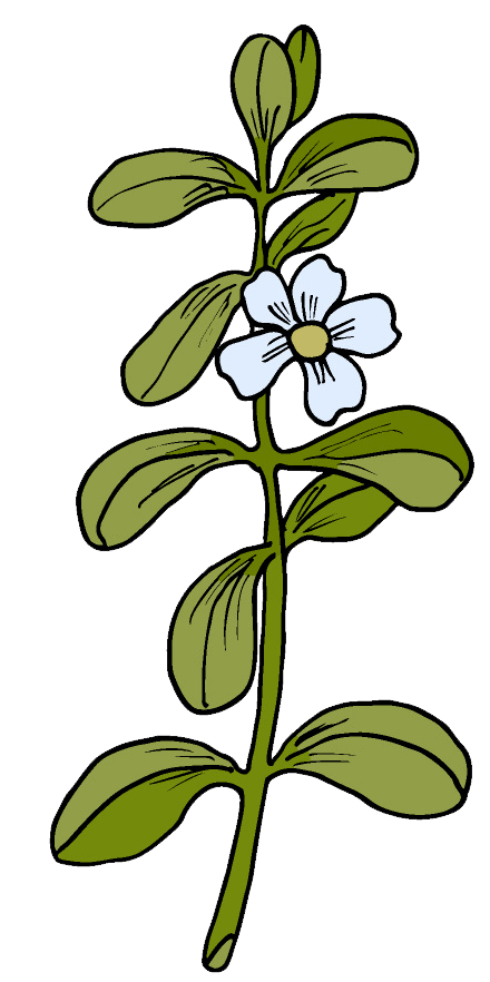 Deep relax xena nutrition ingredient bacopa