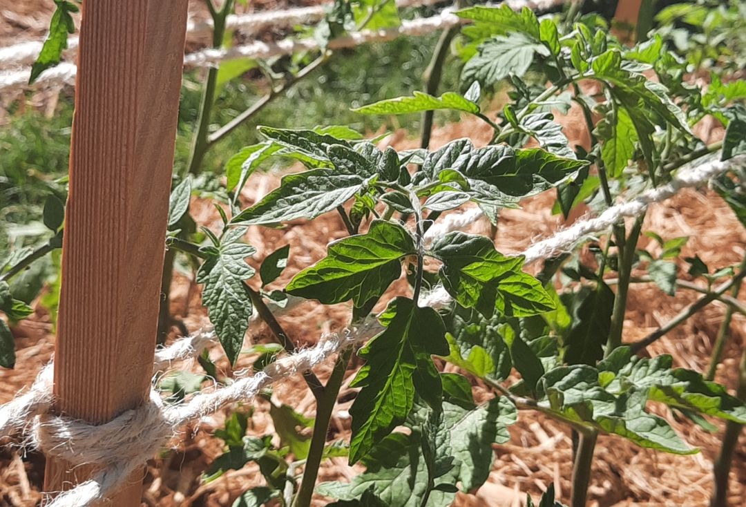 Tomato plants supported by a trellis