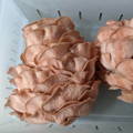 PInk oyster mushroom cluster in container