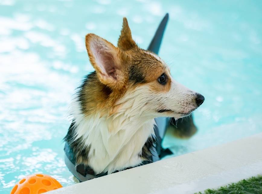 Corgi swimming — excess moisture is a common cause of dog ear yeast infections